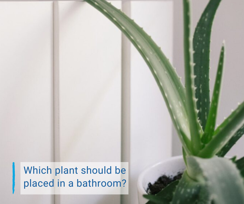 Which plant should be placed in a bathroom